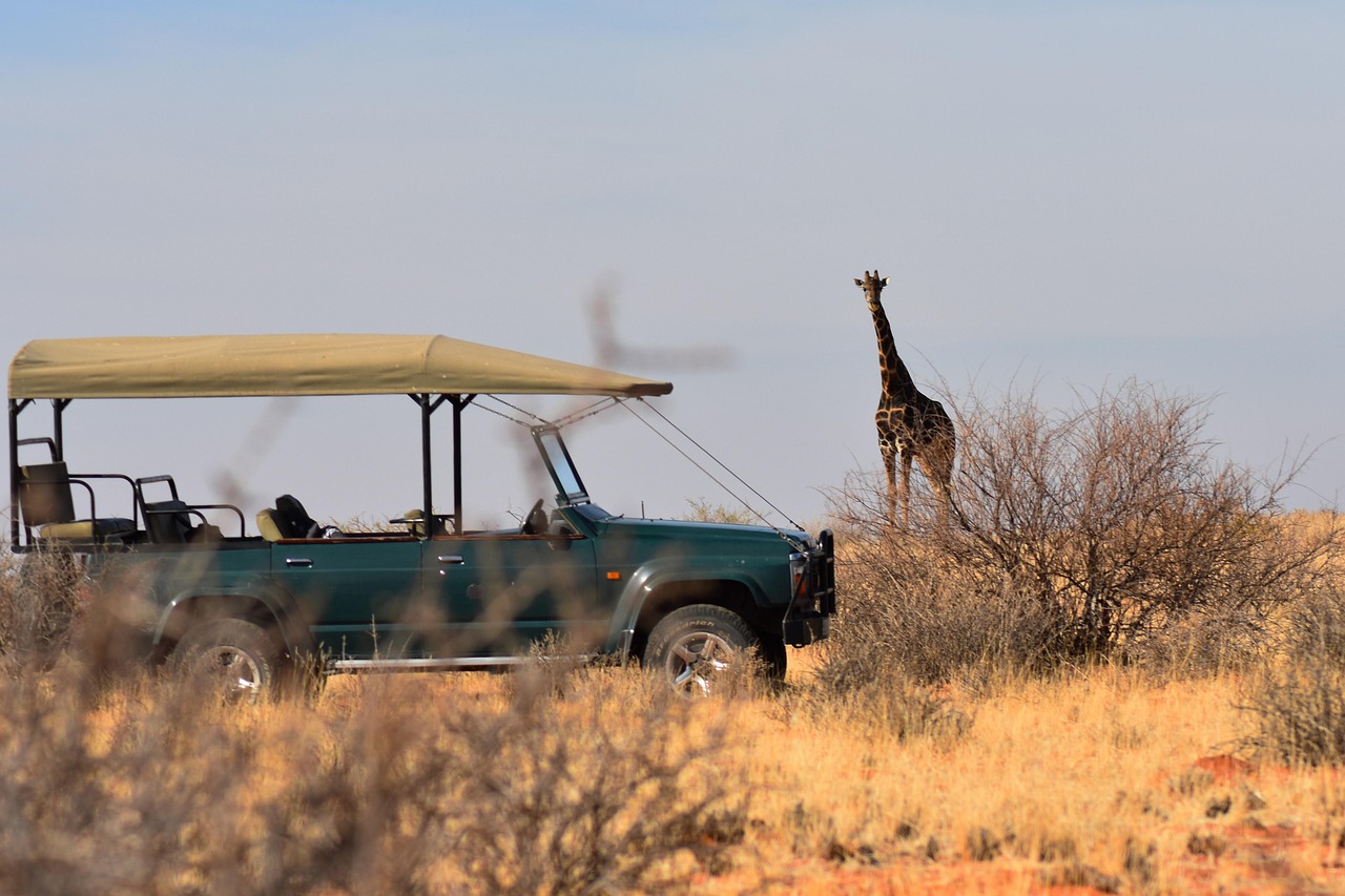 giraffe-4459137_1280
