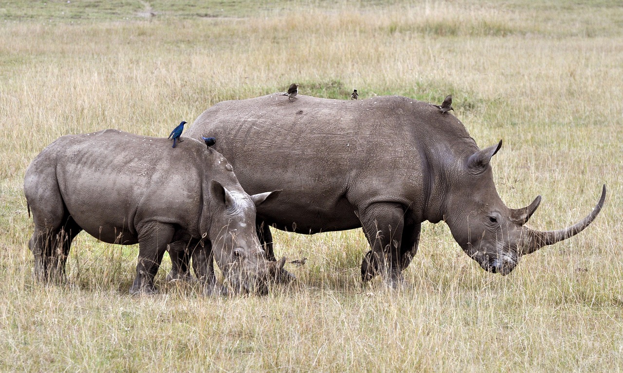 safari-3833551_1280