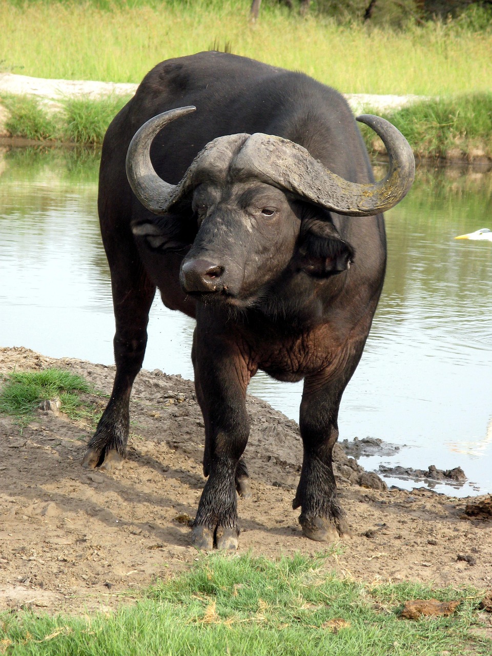 water-buffalo-85662_1280