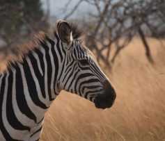 jutta-becker-yMrdEyDK-t0-unsplash